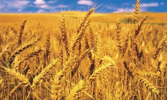 Govt rules out wheat imports 