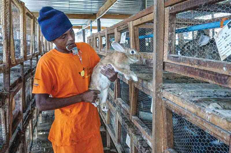 Rabbit farmers fail to satisfy Botswana market