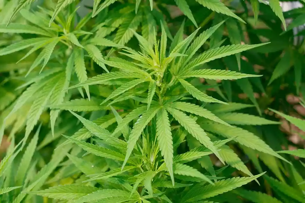 Zim sets cannabis THC limit at 1%