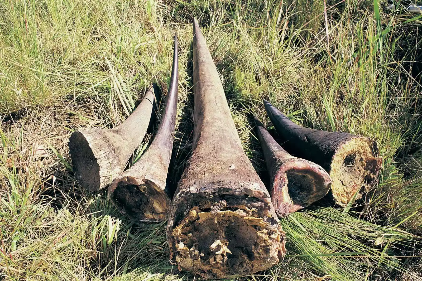 ‘Poaching threatening tourism’ 