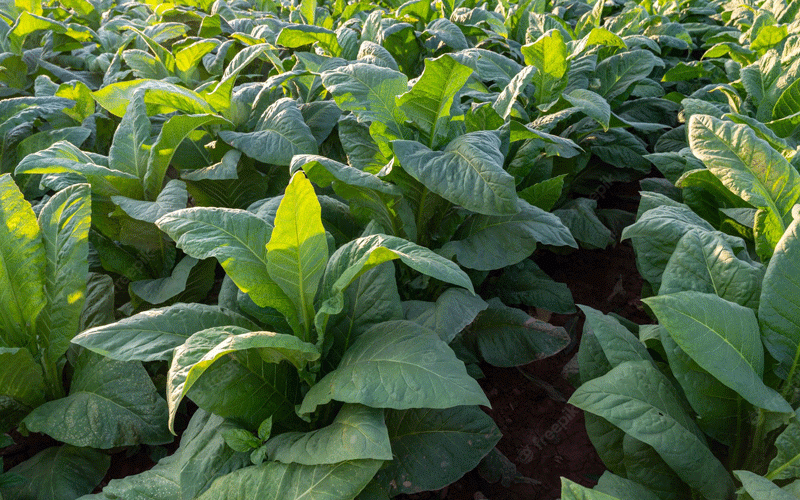 Instan a los cultivadores de tabaco a destruir los tallos