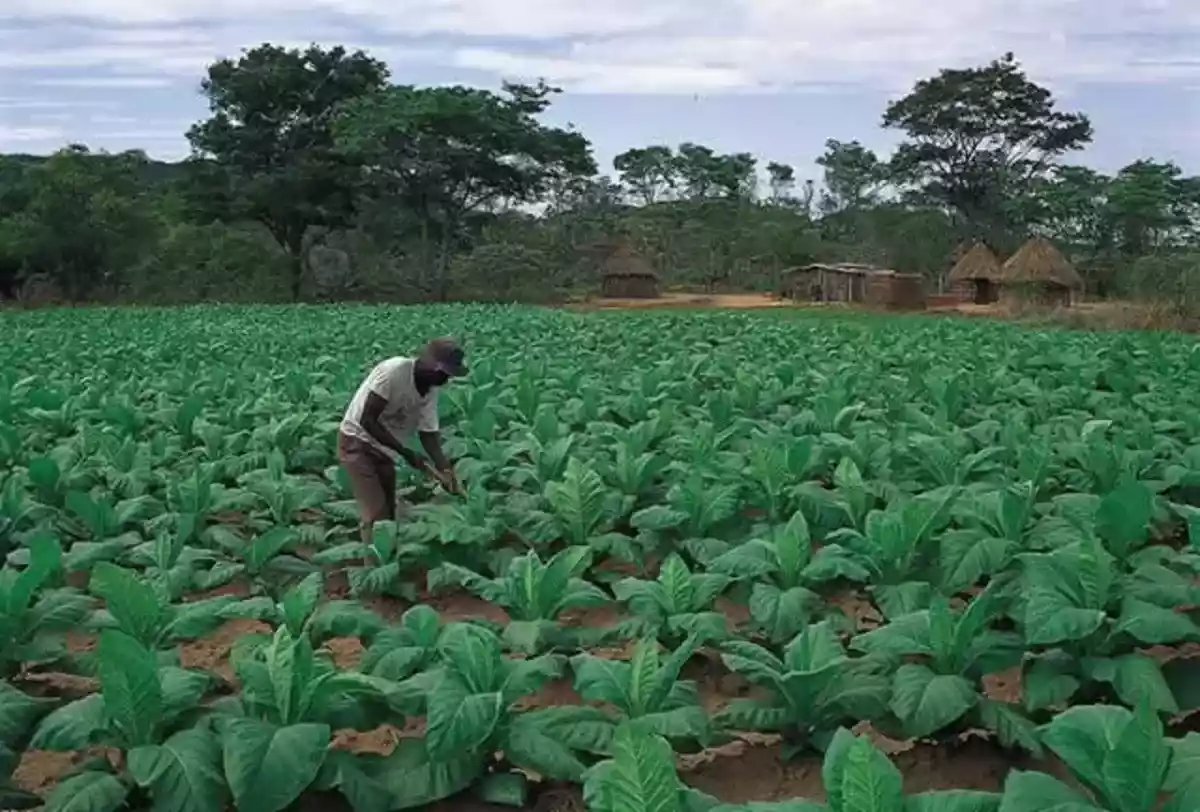 Pruebe el agua antes de plantar plántulas de tabaco: TRB