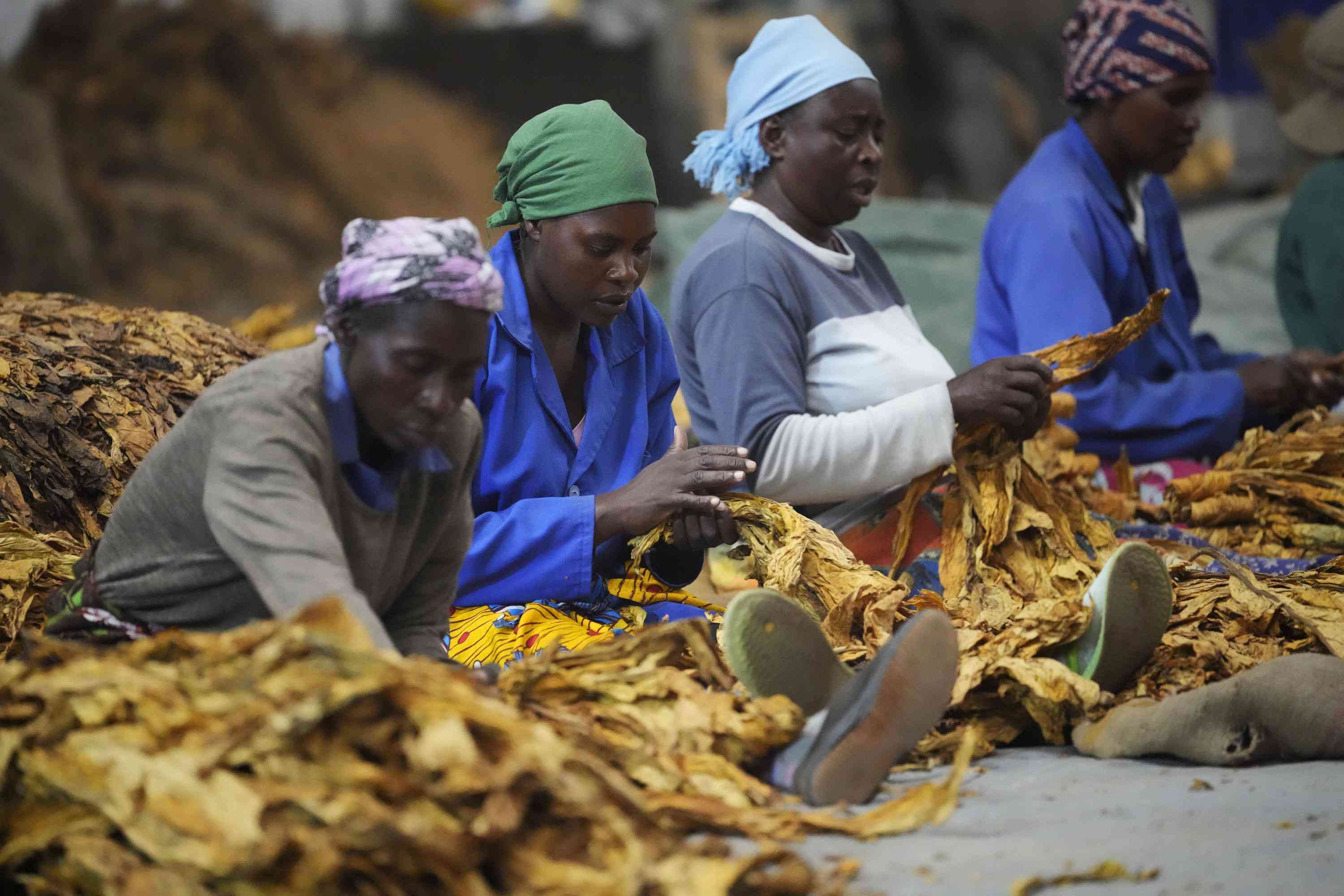 Food-insecure nations are top tobacco producers: WHO
