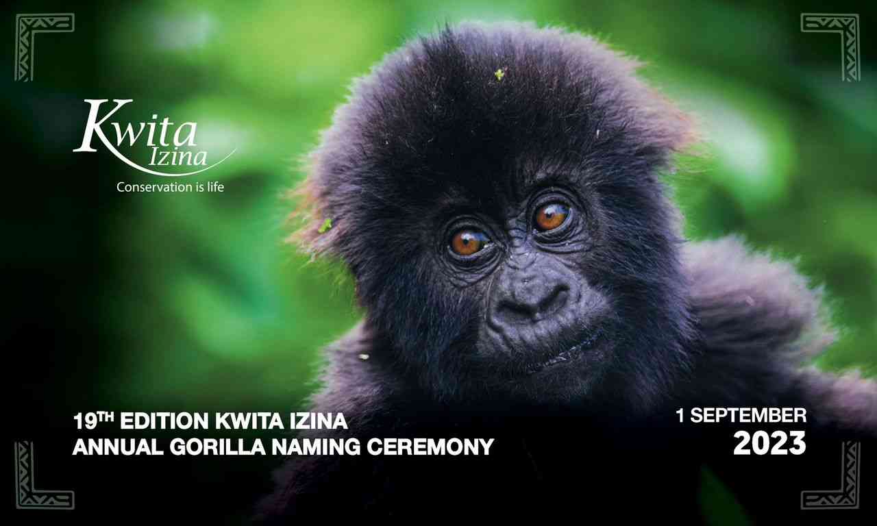 Quetta Ezina: 23 bebés gorilas serán nombrados el 1 de septiembre