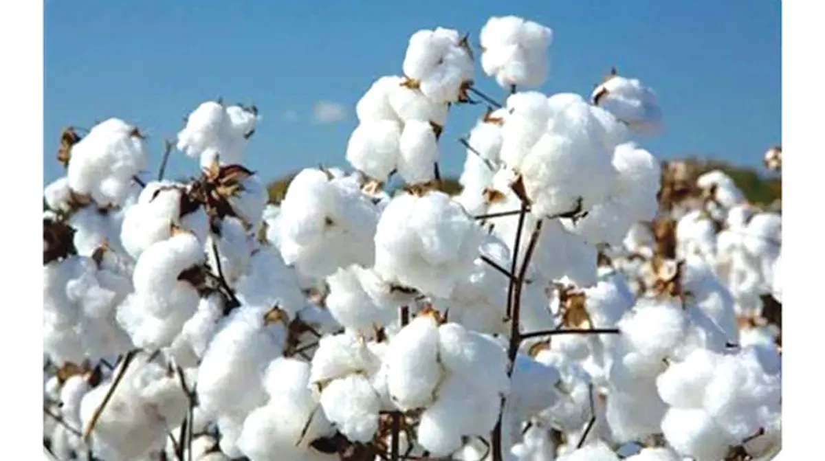 Ama extends cotton marketing season 