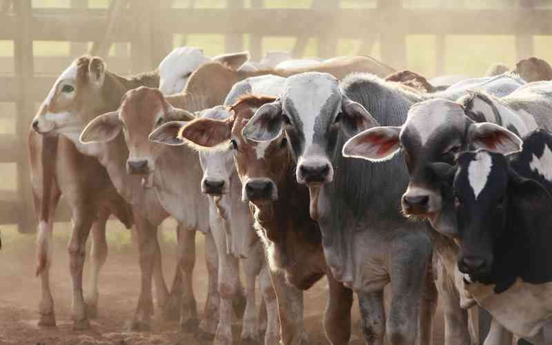 Animal husbandry key to agriculture: IH Securities