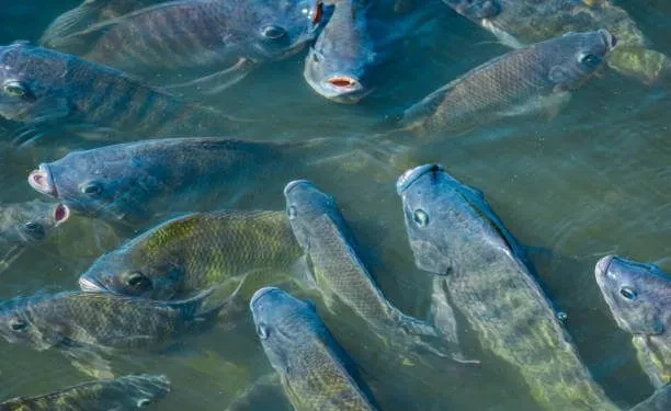 Invest in fish farming, women urged 