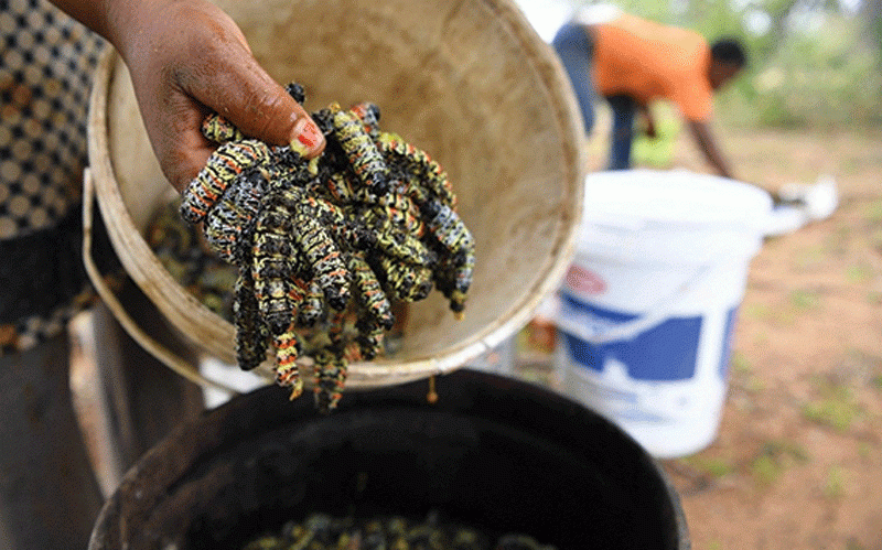 Drought to affect mopane worm production: USAID