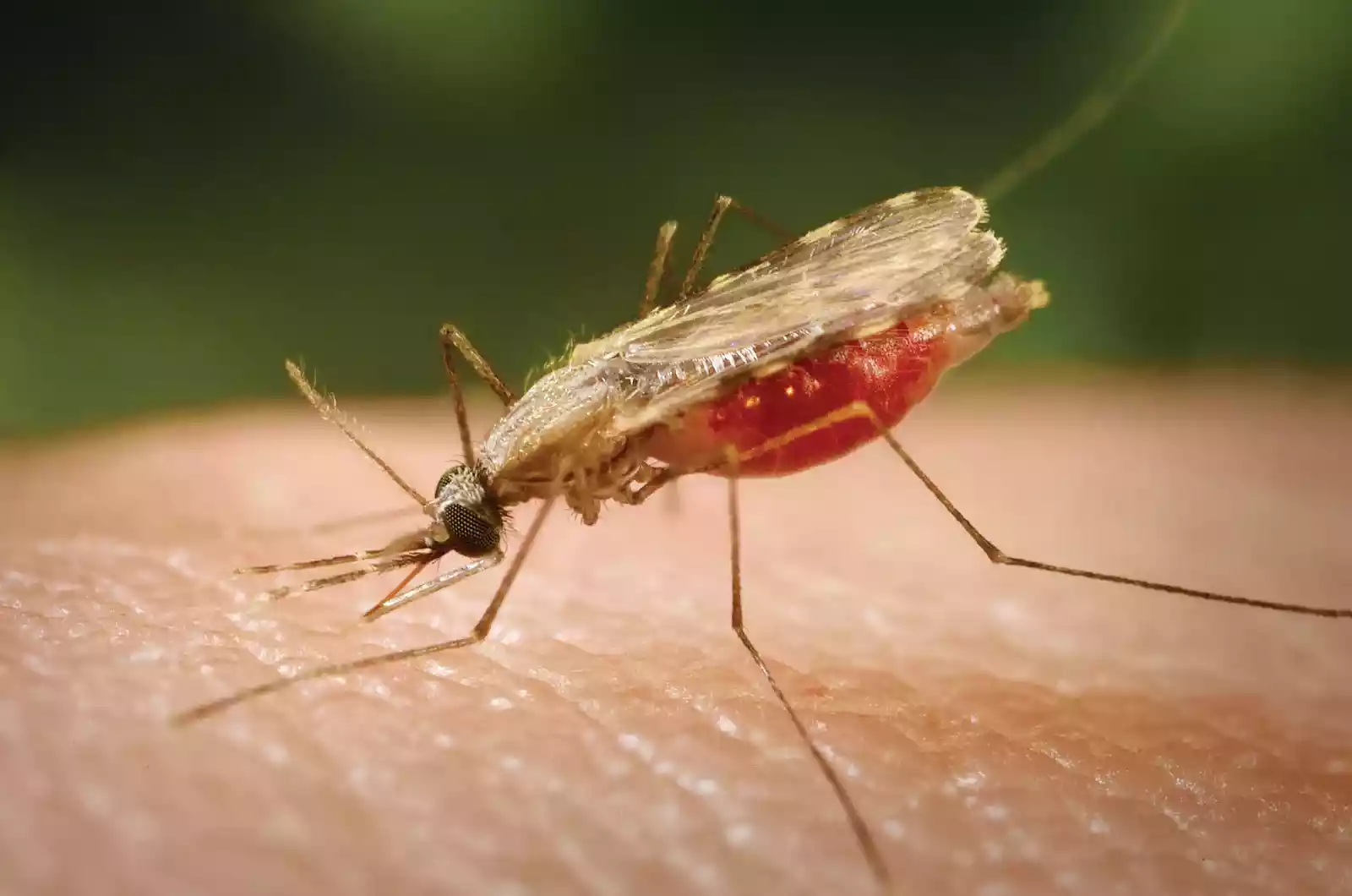 Malaria kills 254
