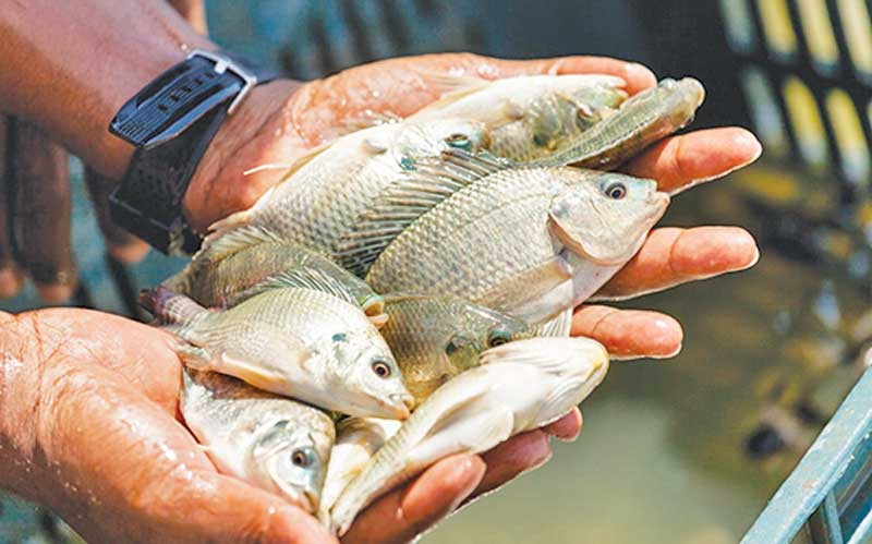 Visit to Fish Farms in Punjab - FDB