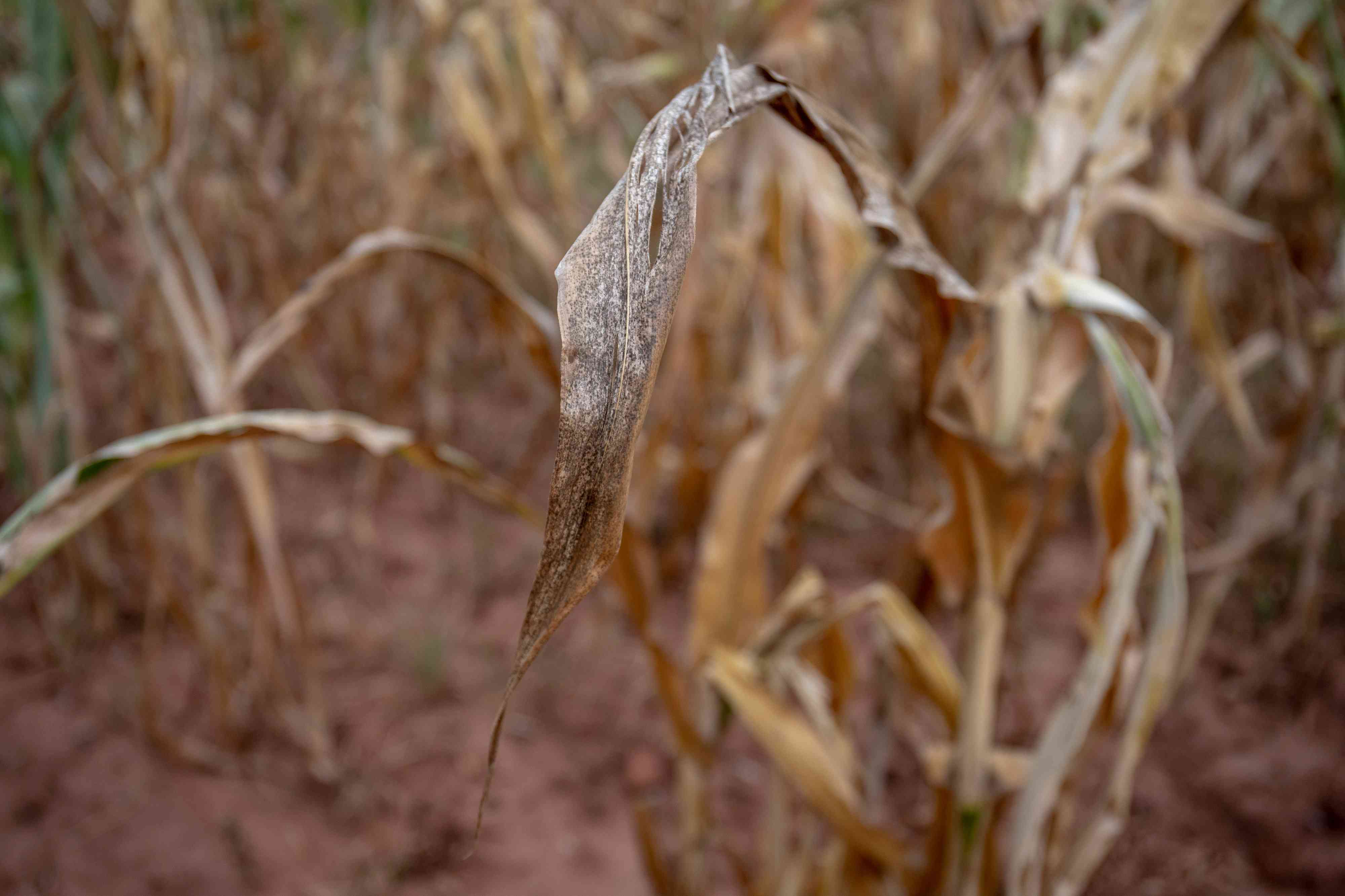 El Niño to trigger drought insurance payouts in Zimbabwe