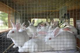 High rabbit pellets prices choke Zimbabwe farmers