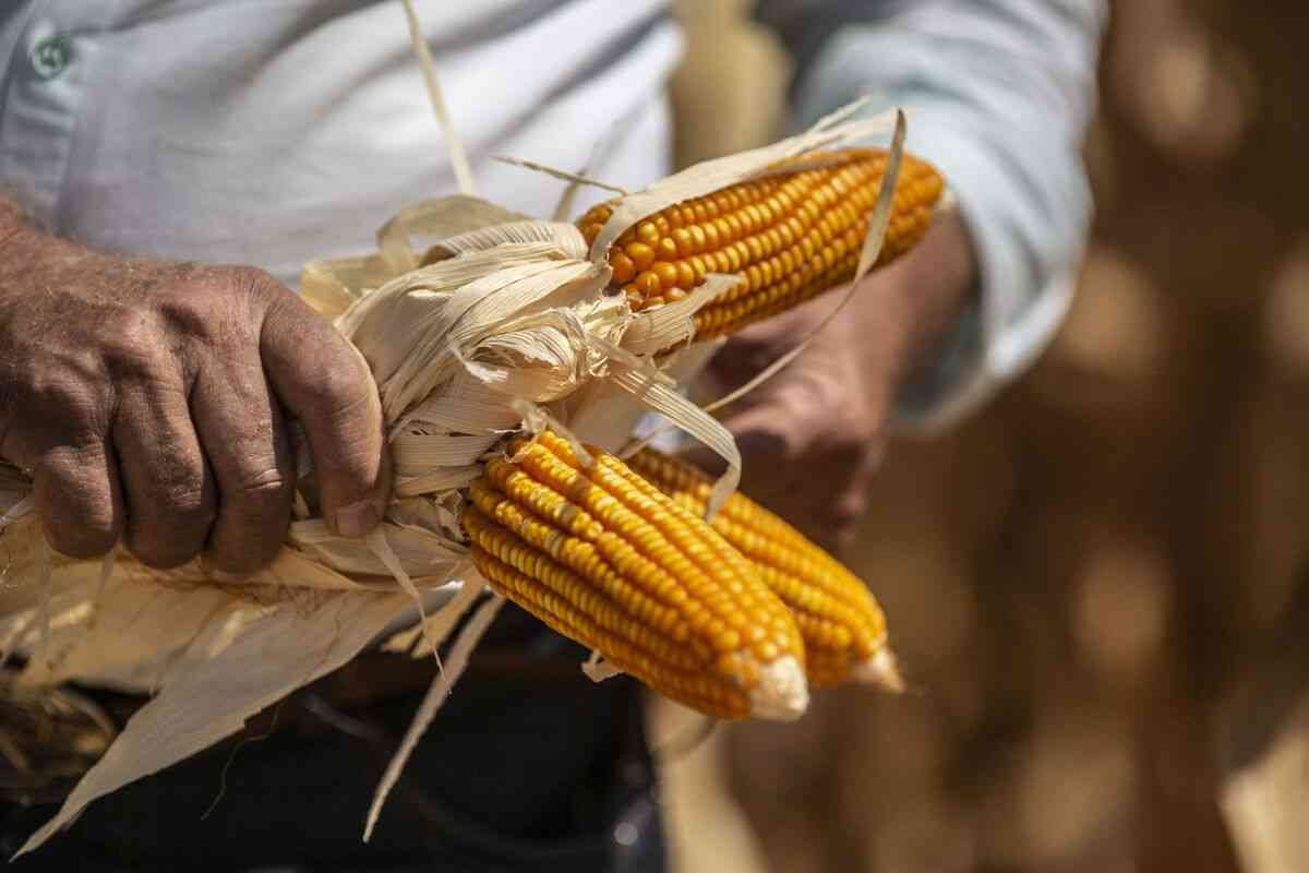 El Niño drives Zimbabwean millers to seek Brazilian corn