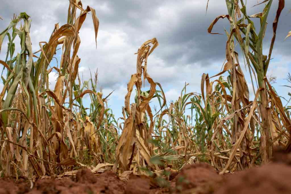 Worst drought in 4 decades cuts Zim maize crop by 72%