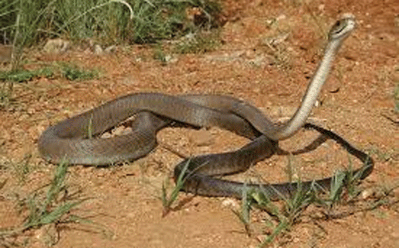 Snake bites claim 13 lives since January