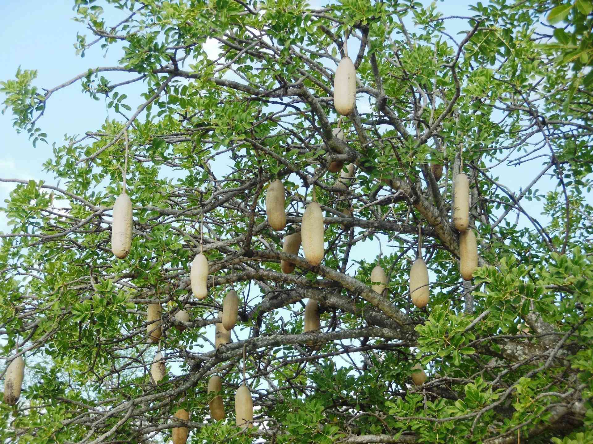 Mumvee craze hits Zim as tree species faces extinction - The Standard