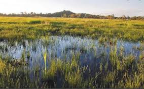 Government calls for collective wetlands preservation