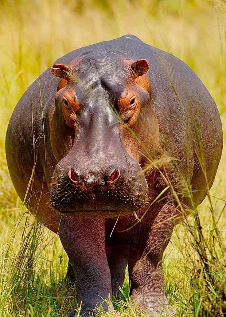 19 hippos die along Zambezi Valley