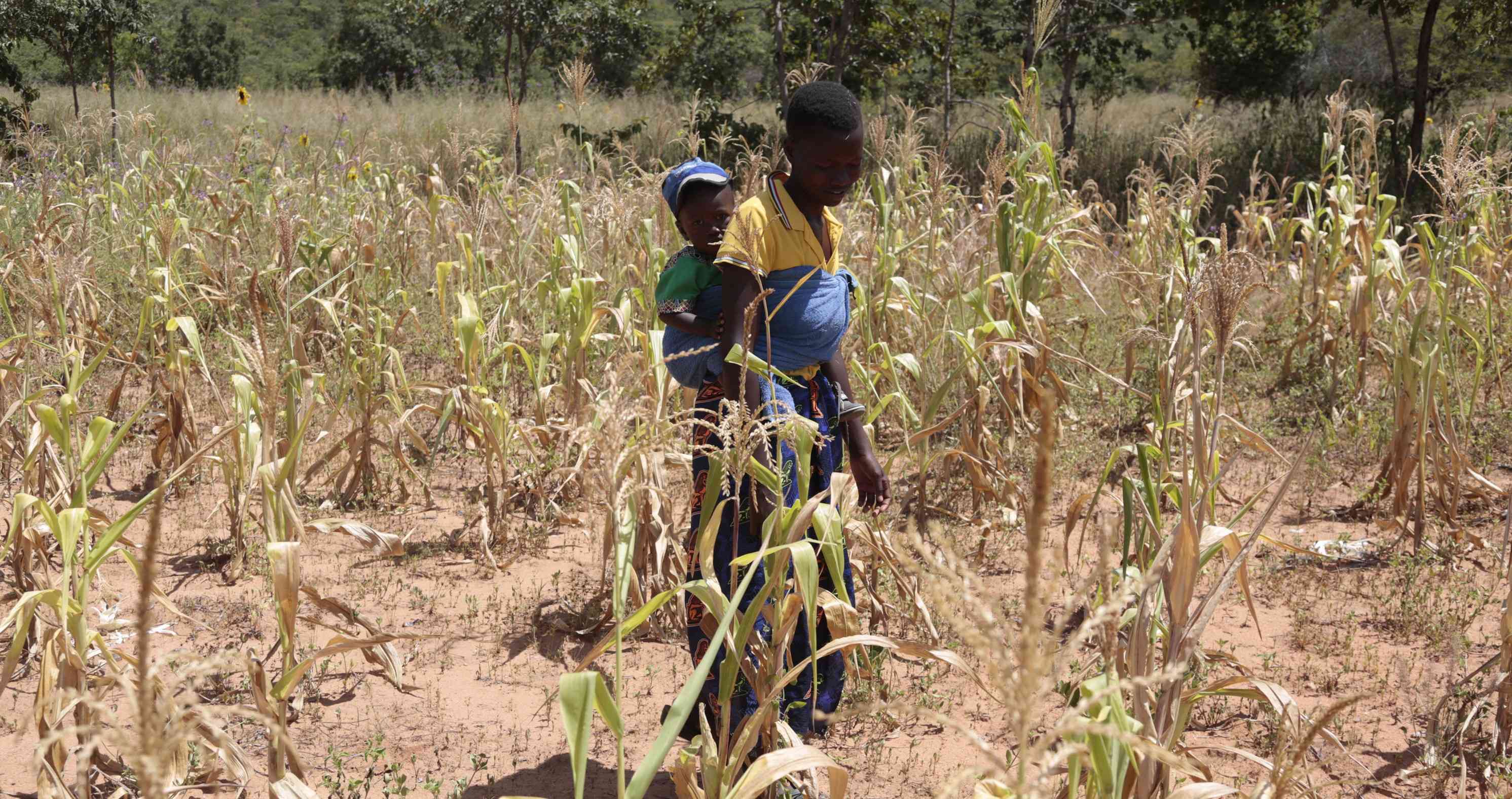 Zim’s food crisis set to worsen