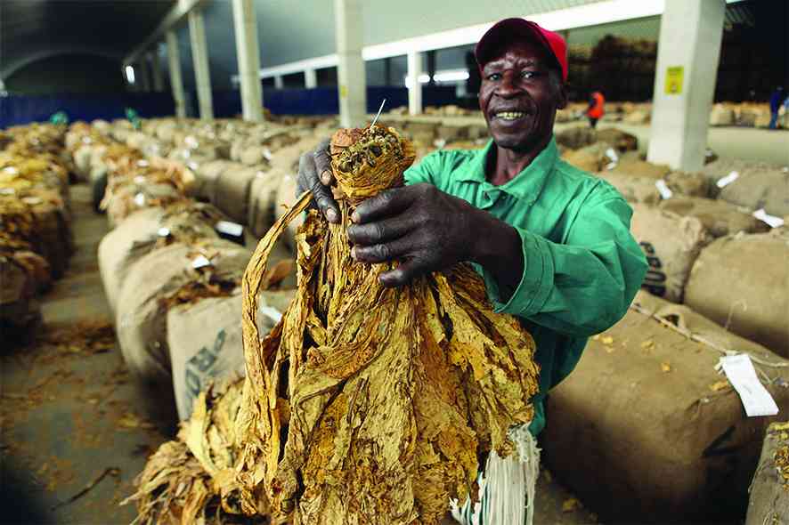 Zim losing millions in unprocessed tobacco exports