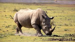 Rhino population under threat