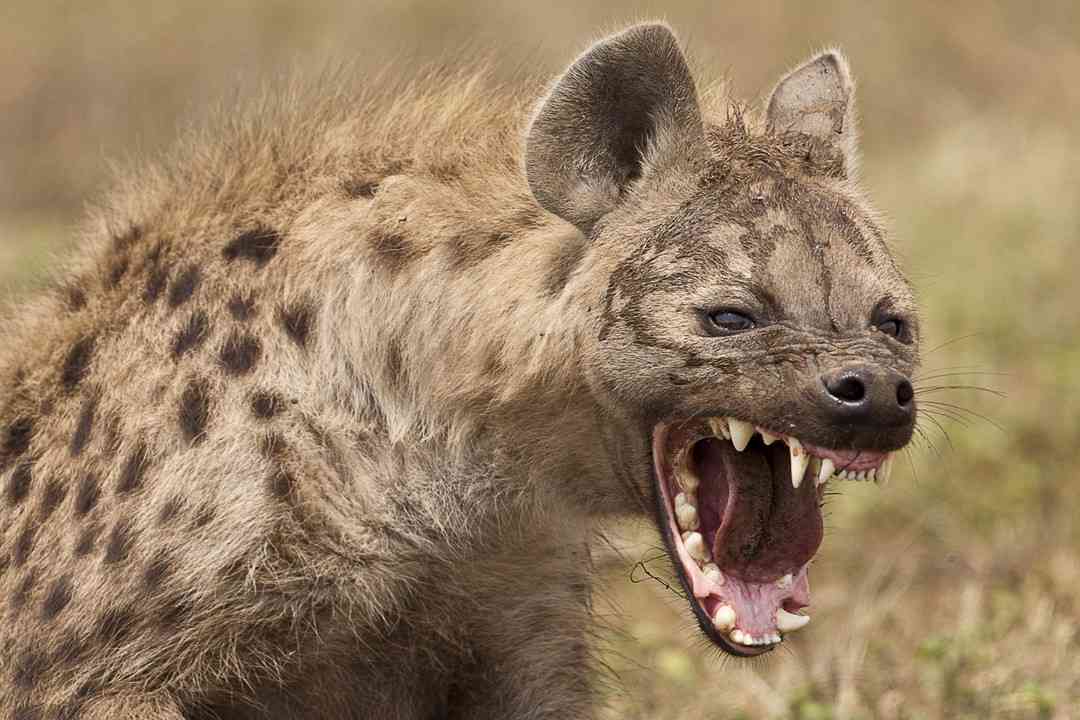 Kariba woman loses her hand in attack by Hyena -newsday Zimbabwe