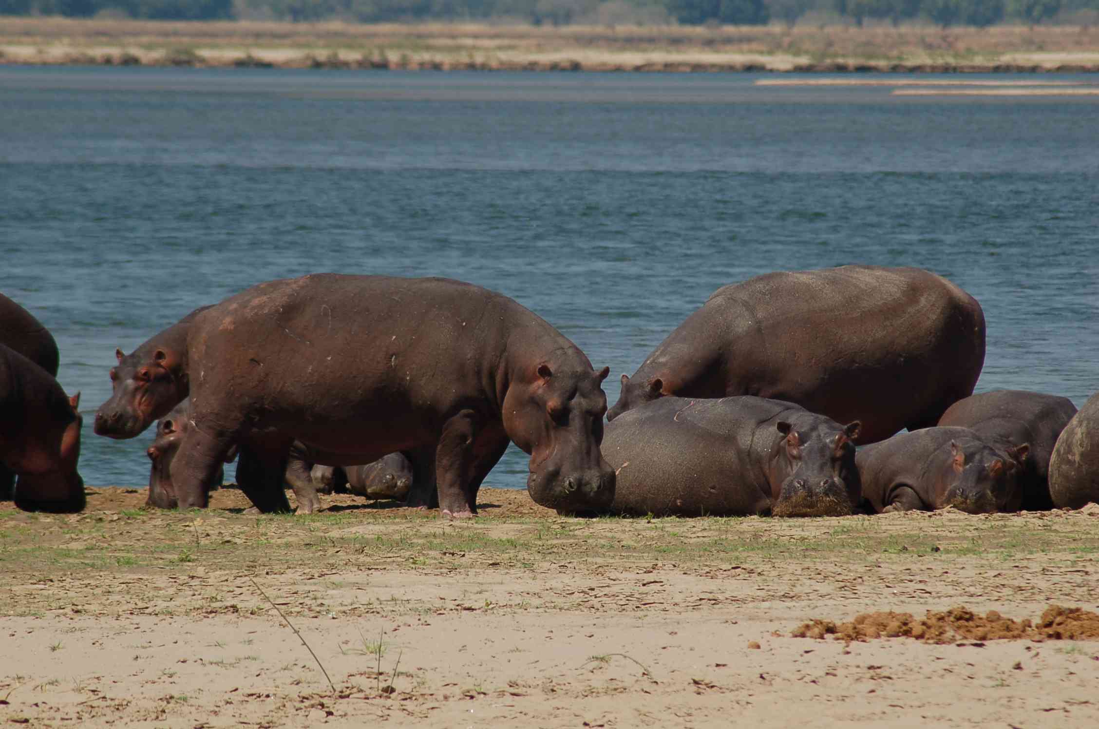 Lake Kariba’s hippo population boosts tourism