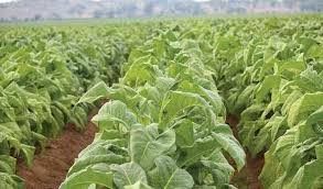 Zim, Philippines forge tobacco pact