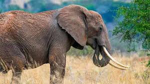Lone elephant tramples Kariba fisherman to death