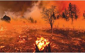 Veld fires claim 400 000ha of land: Govt