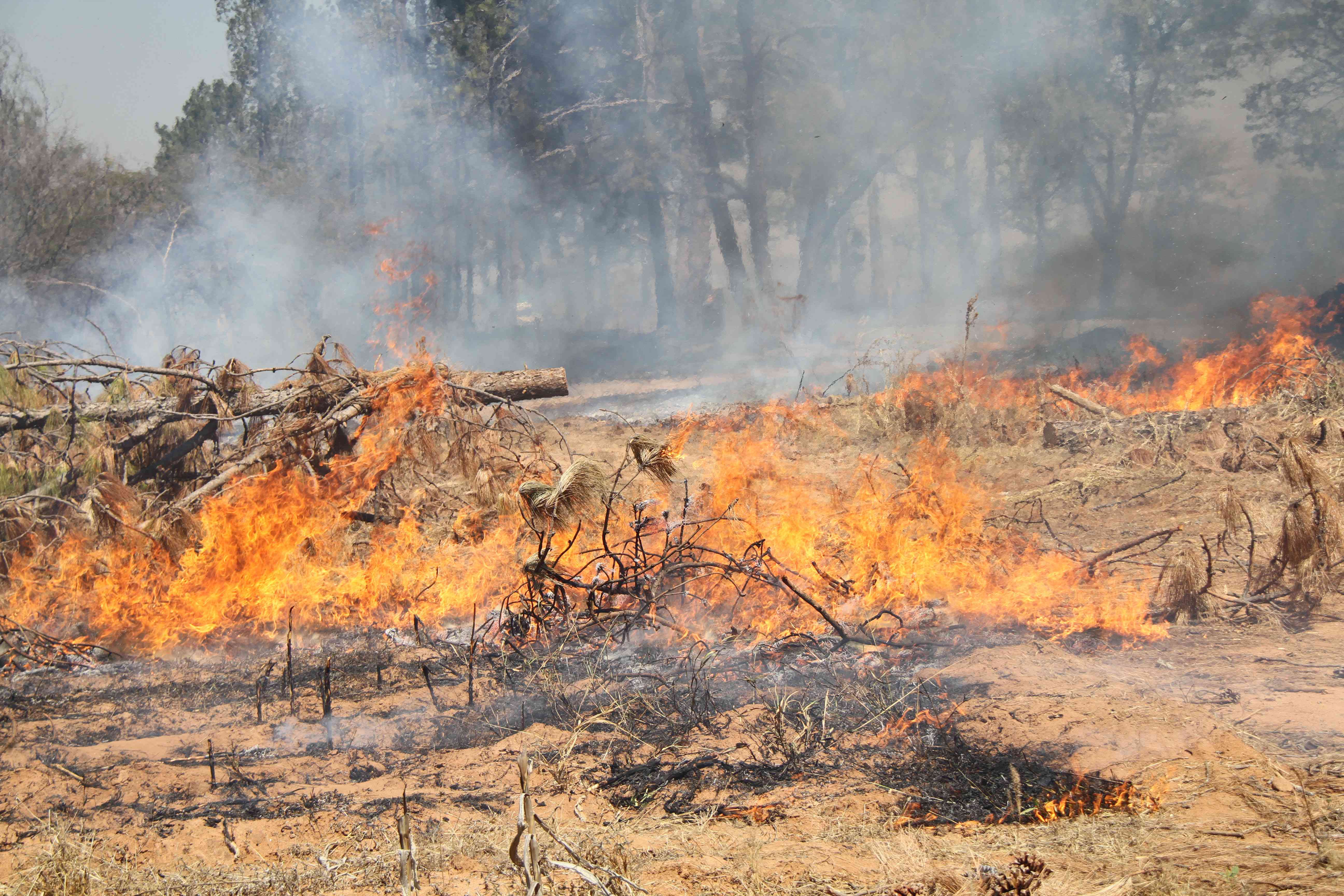 Veld fires destroy Zim forests