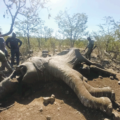 Jumbo carcass with missing tusks discovered near Vic Falls