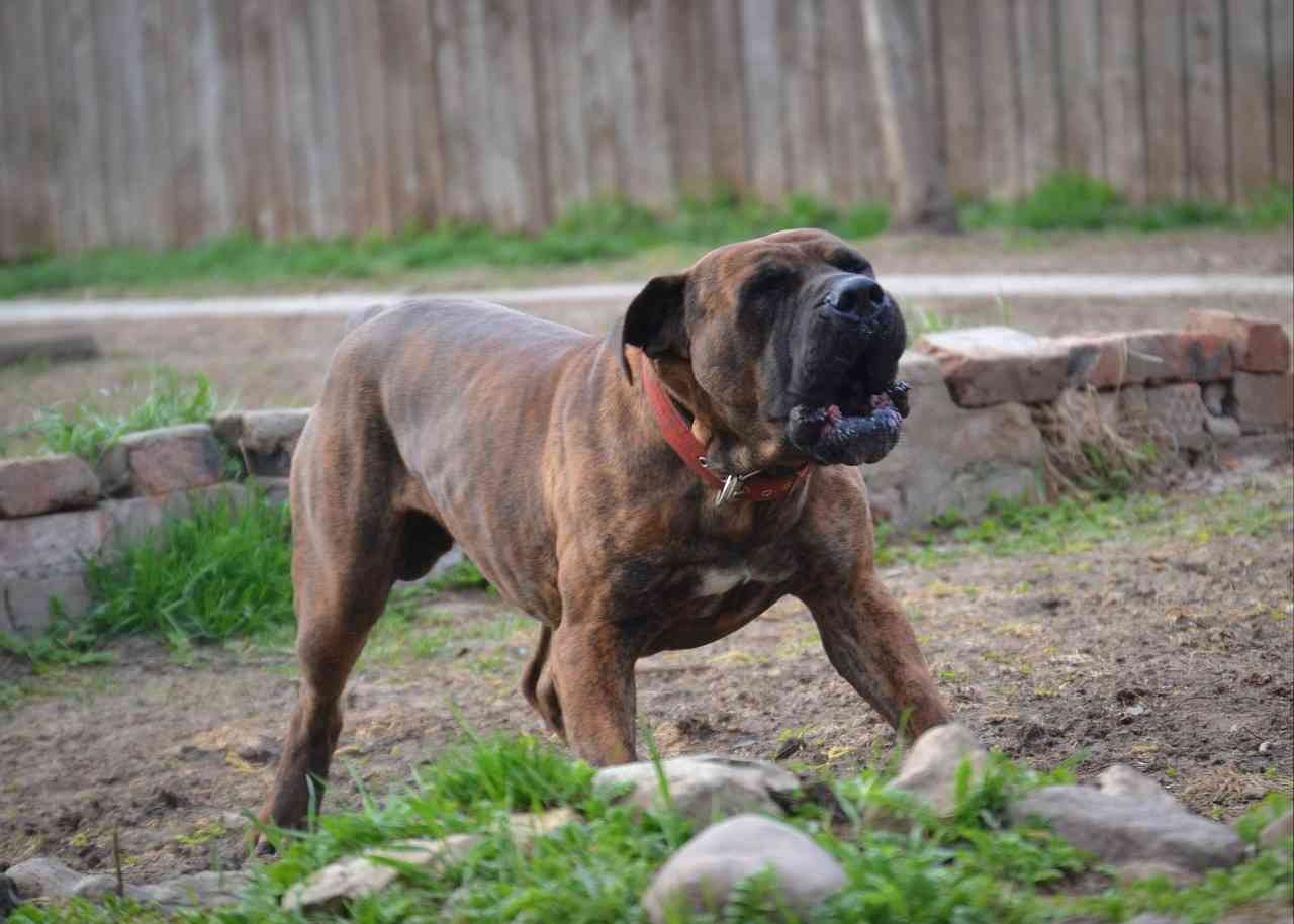 Harare plots to stop ownership of aggressive dog breeds