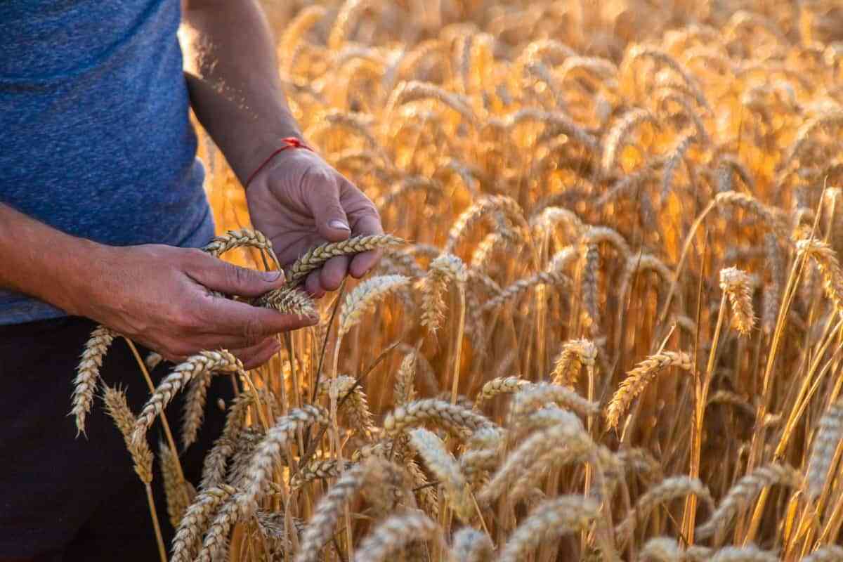 Wheat farming and its contribution to Zimbabwe’s economic growth