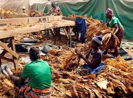Zim scores first in tobacco production
