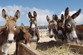 Women’s group pushes for protection of donkeys