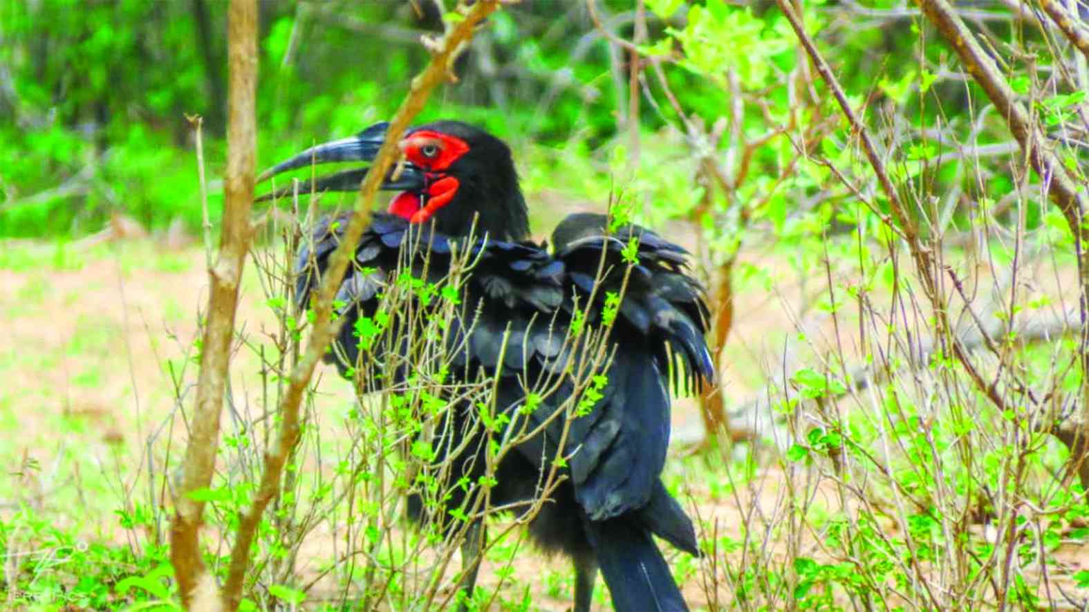 Climate change, human activities threaten to wipe out southern ground hornbills