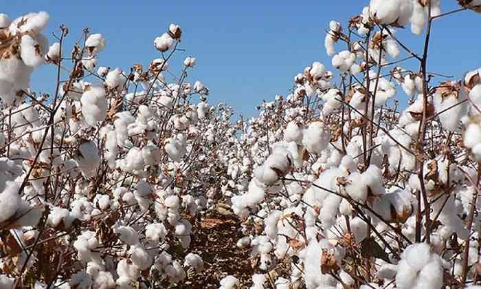 Southern Cotton in massive ginnery expansion
