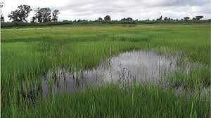 Time to save our vanishing wetlands