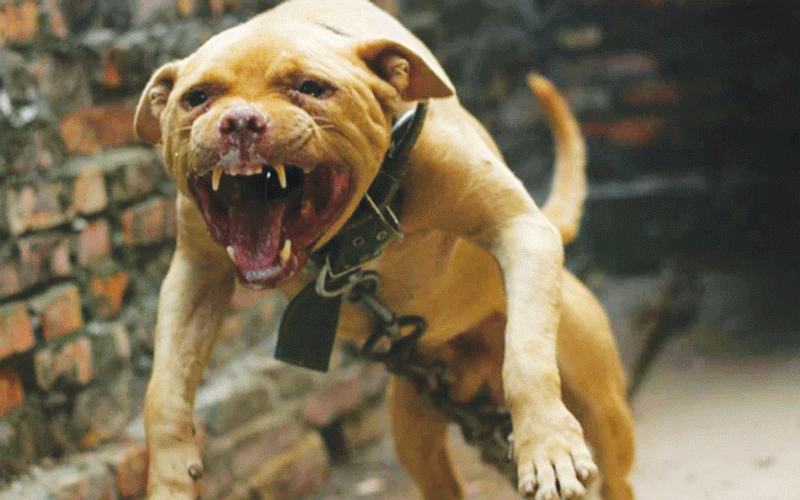 Backyard breeding sparks vicious dog attacks
