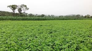 Zim steps up climate resilience with soil, water projects