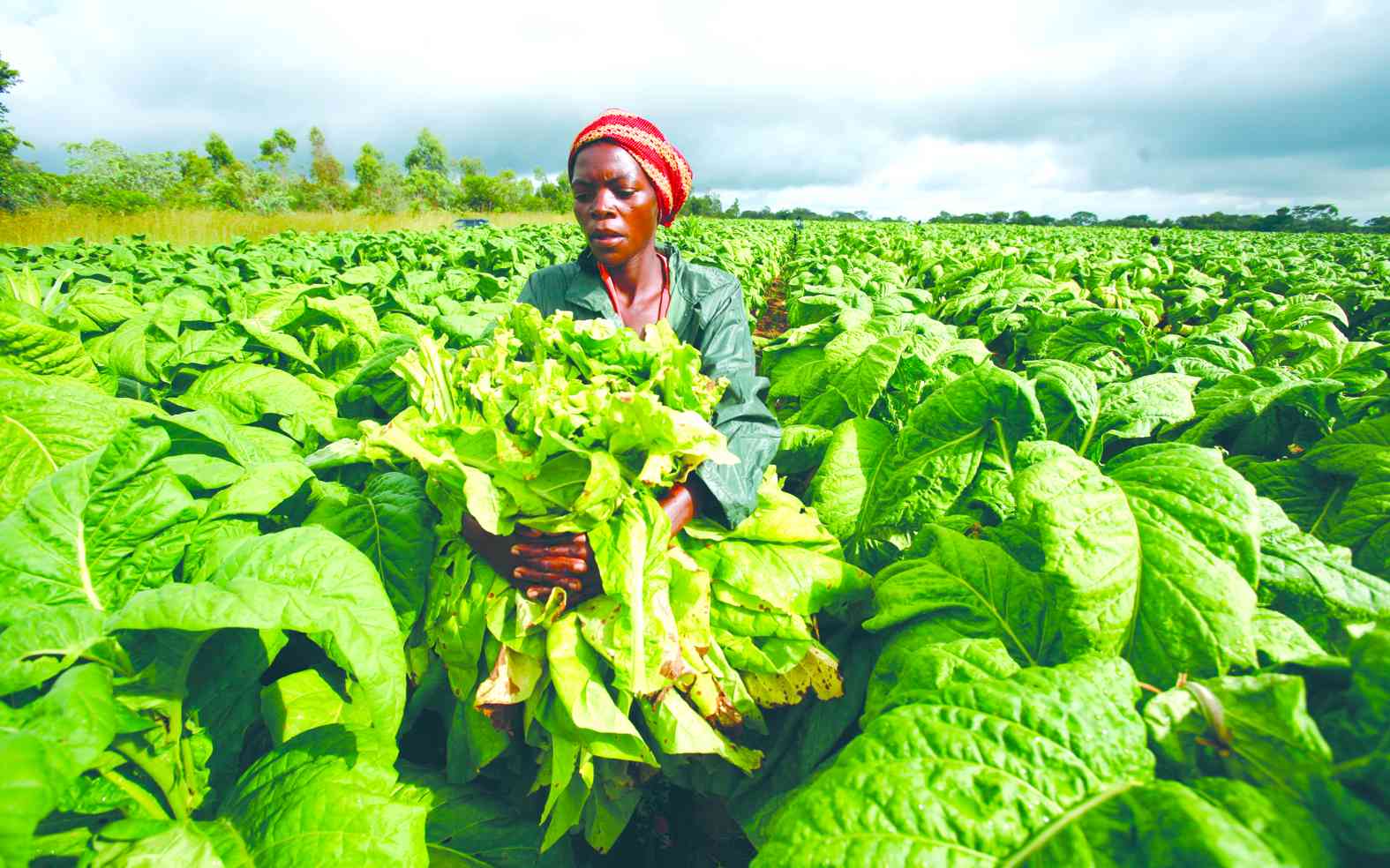 Tobacco farmers demand indigenous tobacco policy
