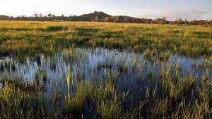 The race against time: Halting Zim’s rapid loss of wetland areas