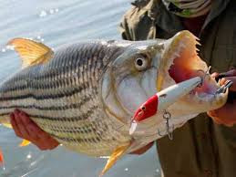 Kariba prepares for tiger fish tournament