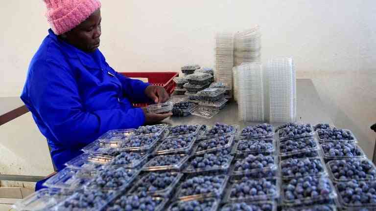Historic quantum leap as Zim blueberries head to China