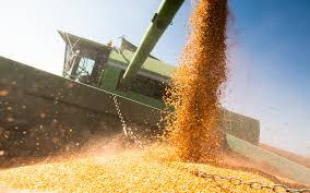 Govt proposes maize price of US$380/MT