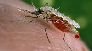 Climate change fuels malaria surge in Zim, overwhelming health systems
