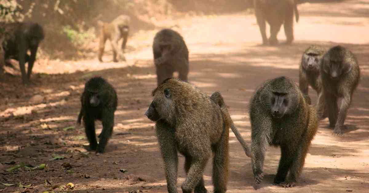 ‘Climate change, human activities driving baboons closer to settlements’