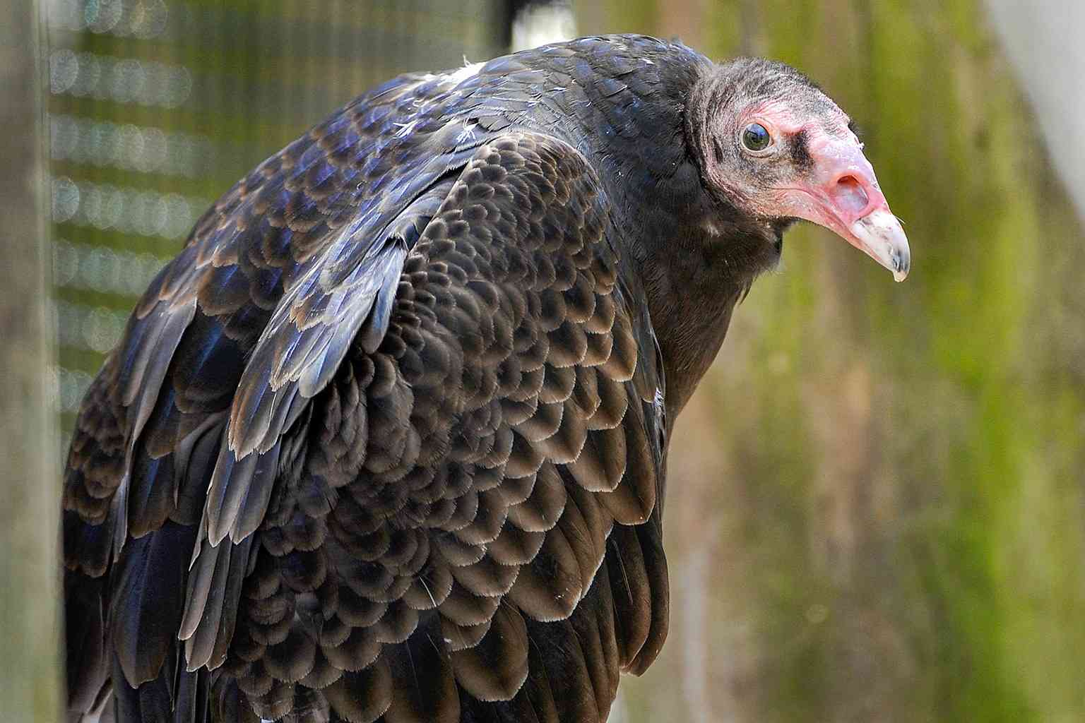 Poisoning crisis could drive vulture extinction in SA’s Kruger region