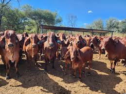 Zim’s national herd grows to 5,7m